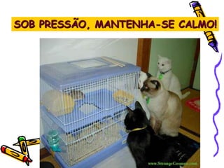 SOB PRESSÃO, MANTENHA-SE CALMO!
 