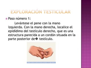 EXPLORACIÓN TESTICULARPaso número 1:	Levántese el pene con la mano izquierda. Con la mano derecha, localice el epidídimo del testículo derecho, que es una estructura parecida a un cordón situada en la parte posterior de� testículo. 
