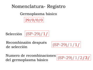 Nomenclatura- Registro
       Germoplasma básico
            29/0/0/0


Selección   (SP-29)/1/

Recombinaíón después
de se...