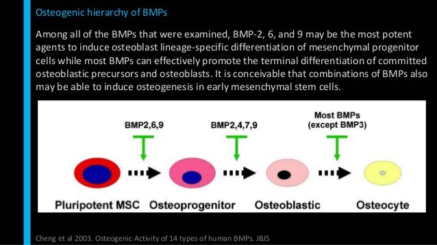 mechanism of actoion for ifactor bone graft mechanism of actoion for ifactor bone graft