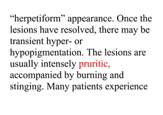 “herpetiform” appearance. Once the
lesions have resolved, there may be
transient hyper- or
hypopigmentation. The lesions are
usually intensely pruritic,
accompanied by burning and
stinging. Many patients experience
 