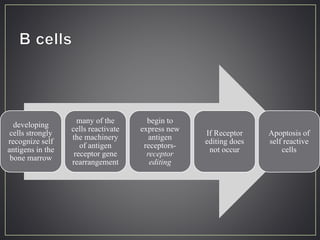 developing
cells strongly
recognize self
antigens in the
bone marrow
many of the
cells reactivate
the machinery
of antigen
receptor gene
rearrangement
begin to
express new
antigen
receptors-
receptor
editing
If Receptor
editing does
not occur
Apoptosis of
self reactive
cells
 