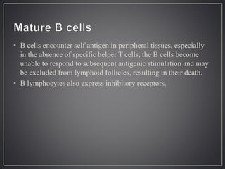 • B cells encounter self antigen in peripheral tissues, especially
in the absence of specific helper T cells, the B cells become
unable to respond to subsequent antigenic stimulation and may
be excluded from lymphoid follicles, resulting in their death.
• B lymphocytes also express inhibitory receptors.
 