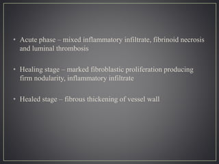 • Acute phase – mixed inflammatory infiltrate, fibrinoid necrosis
and luminal thrombosis
• Healing stage – marked fibroblastic proliferation producing
firm nodularity, inflammatory infiltrate
• Healed stage – fibrous thickening of vessel wall
 