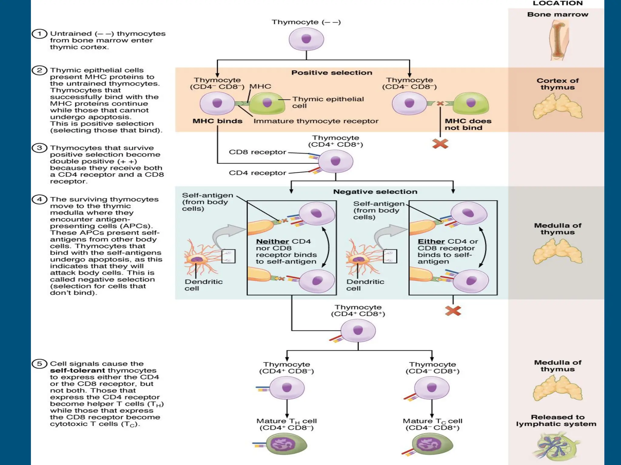 Autoimmune disease .Types diagnosis and treatment | PPT