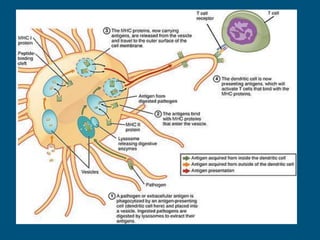 Autoimmune disease .Types diagnosis and treatment | PDF