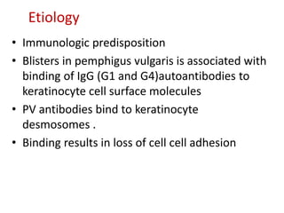 Etiology
• Immunologic predisposition
• Blisters in pemphigus vulgaris is associated with
binding of IgG (G1 and G4)autoantibodies to
keratinocyte cell surface molecules
• PV antibodies bind to keratinocyte
desmosomes .
• Binding results in loss of cell cell adhesion
 