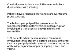 • Classical presentation is non inflammatory bullous
disease heals with scarring
• Patients have erosions blisters and scars over trauma
prone surfaces.
• The bullous pemphigoid like presentation is
widespread inflammatory vesiculobullous eruption
involving the trunk,central body,skin folds and
extremities.
• 10% patients exhibit severe mucous membrane
involvement may present a picture clinically similar to
cicatrical pemphigoid with erosions and scarring in the
oral cavity,conjunctiva,upper oesophagus anus and
vagina
 