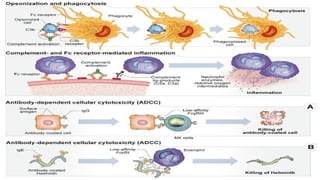 AUTOIMMUNE DISEASES and HYPERSENSITIVITY REACTIONS.pptx