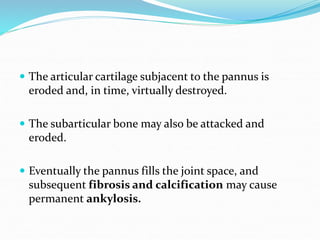  The articular cartilage subjacent to the pannus is
eroded and, in time, virtually destroyed.
 The subarticular bone may also be attacked and
eroded.
 Eventually the pannus fills the joint space, and
subsequent fibrosis and calcification may cause
permanent ankylosis.
 