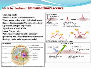 ANA by Indirect Immunofluorescence
Uses Hep2 cells –
Detects ANA of clinical relevance
Titers asssociation with clinical relevance
Reduce fading,special Mounting Medium
Optimum Antigen Expression
Significant Mitotic Cells
Large Nuclear size
Pattern correlates with the antibody
specificity and direct immunofluorescence
findings in the skin biopsy material.
 