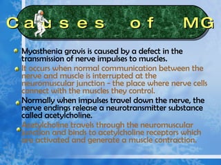 Myasthenia gravis is caused by a defect in the transmission of nerve impulses to muscles.  It occurs when normal communication between the nerve and muscle is interrupted at the neuromuscular junction - the place where nerve cells connect with the muscles they control.   Normally when impulses travel down the nerve, the nerve endings release a neurotransmitter substance called acetylcholine. Acetylcholine travels through the neuromuscular junction and binds to acetylcholine receptors which are activated and generate a muscle contraction.  Causes of MG 