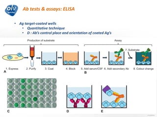 Ab tests & assays: ELISA
Jo Caekebeke
• Ag target-coated wells
• Quantitative technique
• D : Ab’s control place and orientation of coated Ag’s
 