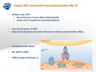 Caspr2 Ab’s (contactin-associated protein-like 2)
Jo Caekebeke
• Relapse rate: 25%
• Occurred up to 7 years after initial episode
• Lower rate in treated vs untreated patients
• Low risk of cancer: 0-35%
• Some have thymoma and other thymoma related autoimmunities (MG..)
• Juxtaparanodal region
• Ab: IgG4 in 100%
• VGKC number & density ↓
 