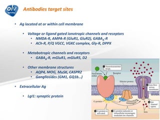 Antibodies target sites
Jo Caekebeke
• Ag located at or within cell membrane
• Voltage or ligand gated ionotropic channels and receptors
• NMDA-R, AMPA-R (GluR1, GluR2), GABAA-R
• ACh-R, P/Q VGCC, VGKC complex, Gly-R, DPPX
• Metabotropic channels and receptors
• GABAB-R, mGluR1, mGluR5, D2
• Other membrane structures
• AQP4, MOG, MuSK, CASPR2
• Gangliosides (GM1, GQ1b…)
• Extracellular Ag
• LgI1: synaptic protein
 
