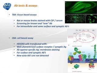 Ab tests & assays
Jo Caekebeke
• TBA: tissue based assays
• Rat or mouse brains stained with CSF / serum
• Screening for known and “new” Ab
• For intracellular and some surface and synaptic Ab’s
• CBA: cell based assay
• HEK293 cells transfected with:
• Well-characterized surface receptor / synaptic Ag
• Ab against specific Ag: membrane staining
• For surface and synaptic Ab’s
• New auto-Ab’s are not detected
 
