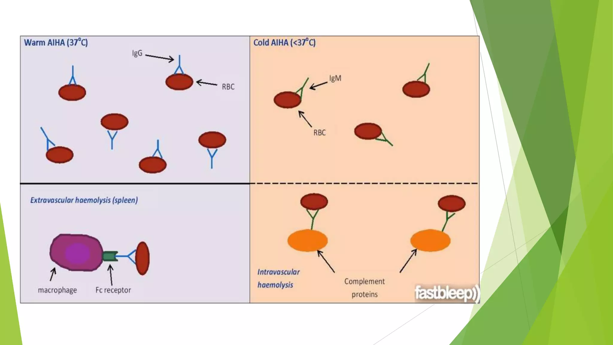 Autoimmune hemolytic anemia (aiha) | PPTX
