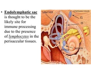 • Endolymphatic sac
is thought to be the
likely site for
immune processing
due to the presence
of lymphocytes in the
perisaccular tissues.
 