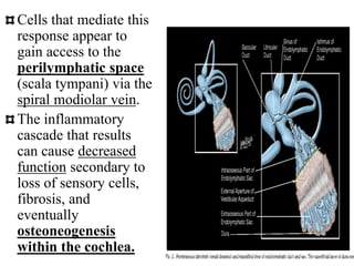 Cells that mediate this
response appear to
gain access to the
perilymphatic space
(scala tympani) via the
spiral modiolar vein.
The inflammatory
cascade that results
can cause decreased
function secondary to
loss of sensory cells,
fibrosis, and
eventually
osteoneogenesis
within the cochlea.
 