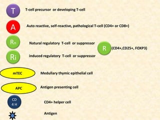 T T-cell precursor or developing T-cell
A Auto reactive, self-reactive, pathological T-cell (CD4+ or CD8+)
Rn
Ri
Natural regulatory T-cell or suppressor
induced regulatory T-cell or suppressor
mTEC Medullary thymic epithelial cell
APC Antigen presenting cell
Antigen
CD
4 H
CD4+ helper cell
(CD4+,CD25+, FOXP3)R
 