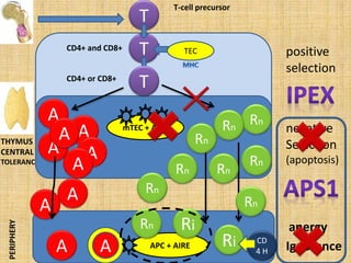 THYMUS
CENTRAL
TOLERANCE
T
T-cell precursor
negative
Selection
(apoptosis)
T
mTEC + AIRE
A
A APC + AIREA
anergy
Ignorance
Ri
Ri
A
A
A
A
A
A
PERIPHERY
Rn
Rn
Rn
positive
selection
A
Rn
Rn
Rn
Rn
Rn
Rn
CD
4 H
CD4+ and CD8+
TCD4+ or CD8+
TEC
 