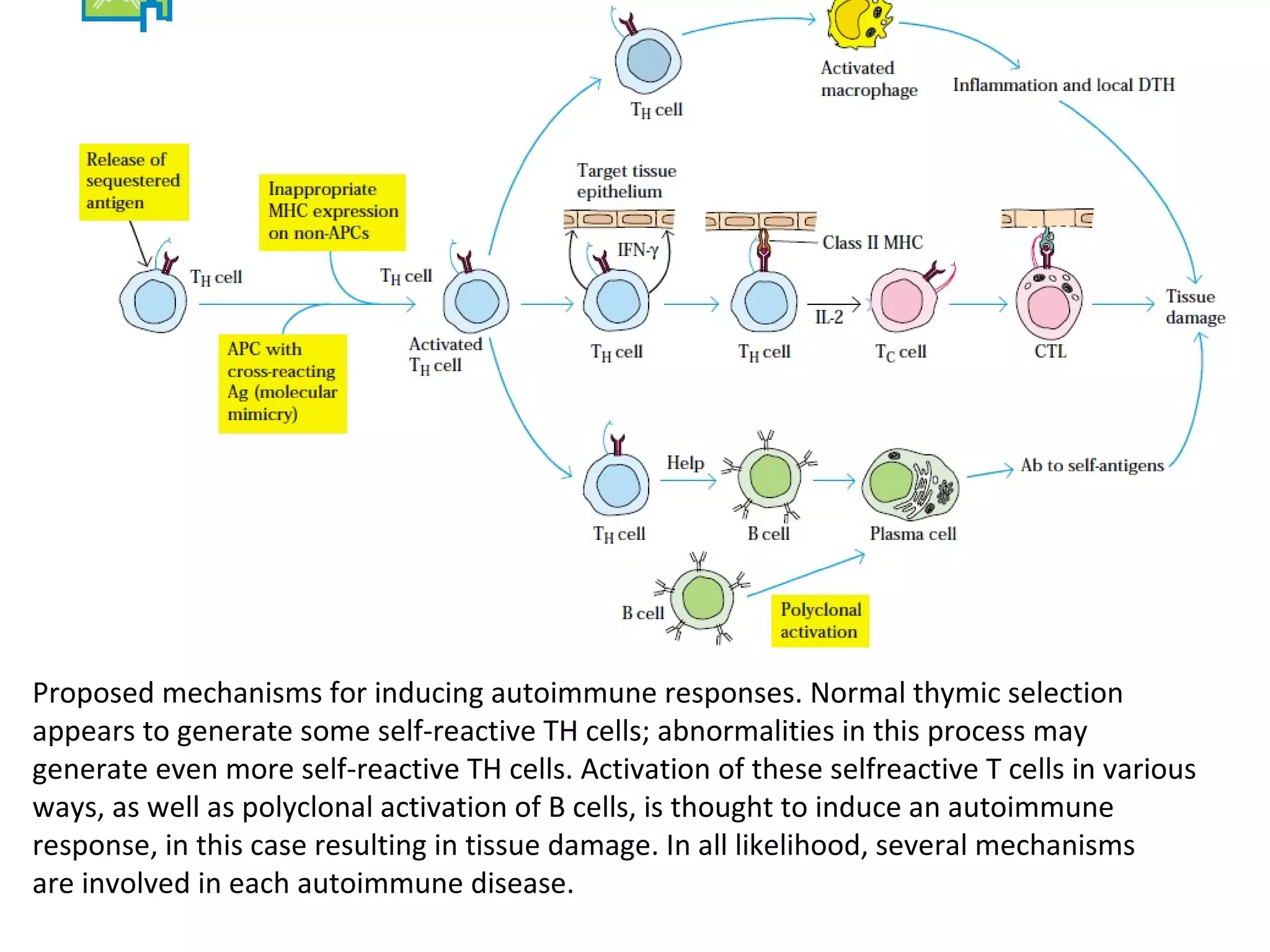 Proposed mechanisms for inducing autoimmune responses. Normal thymic selection
appears to generate some self-reactive TH cells; abnormalities in this process may
generate even more self-reactive TH cells. Activation of these selfreactive T cells in various
ways, as well as polyclonal activation of B cells, is thought to induce an autoimmune
response, in this case resulting in tissue damage. In all likelihood, several mechanisms
are involved in each autoimmune disease.
 