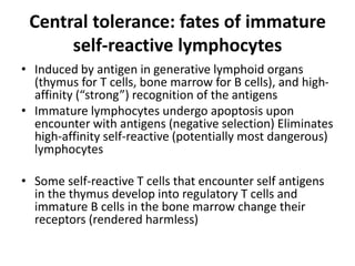 Central tolerance: fates of immature
self-reactive lymphocytes
• Induced by antigen in generative lymphoid organs
(thymus for T cells, bone marrow for B cells), and high-
affinity (“strong”) recognition of the antigens
• Immature lymphocytes undergo apoptosis upon
encounter with antigens (negative selection) Eliminates
high-affinity self-reactive (potentially most dangerous)
lymphocytes
• Some self-reactive T cells that encounter self antigens
in the thymus develop into regulatory T cells and
immature B cells in the bone marrow change their
receptors (rendered harmless)
 