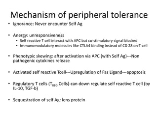 Mechanism of peripheral tolerance
• Ignorance: Never encounter Self Ag
• Anergy: unresponsiveness
• Self reactive T cell interact with APC but co-stimulatory signal blocked
• Immunomodulatory molecules like CTLA4 binding instead of CD 28 on T cell
• Phenotypic skewing: after activation via APC (with Self Ag)---Non
pathogenic cytokines release
• Activated self reactive Tcell---Upregulation of Fas Ligand---apoptosis
• Regulatory T cells (TREG Cells)-can down regulate self reactive T cell (by
IL-10, TGF-b)
• Sequestration of self Ag: lens protein
 