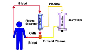 Comprehensive Overview of Autoimmune Diseases and Mechanisms | PPTX
