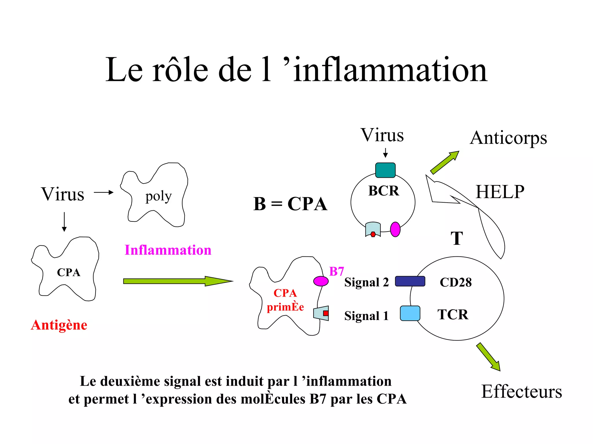 CPA Virus CPA primée Le deuxième signal est induit par l ’inflammation  et permet l ’expression des molécules B7 par les CPA Inflammation poly Antigène Signal 1 Signal 2 B7 TCR CD28 Virus BCR T B = CPA HELP Anticorps Effecteurs Le rôle de l ’inflammation 