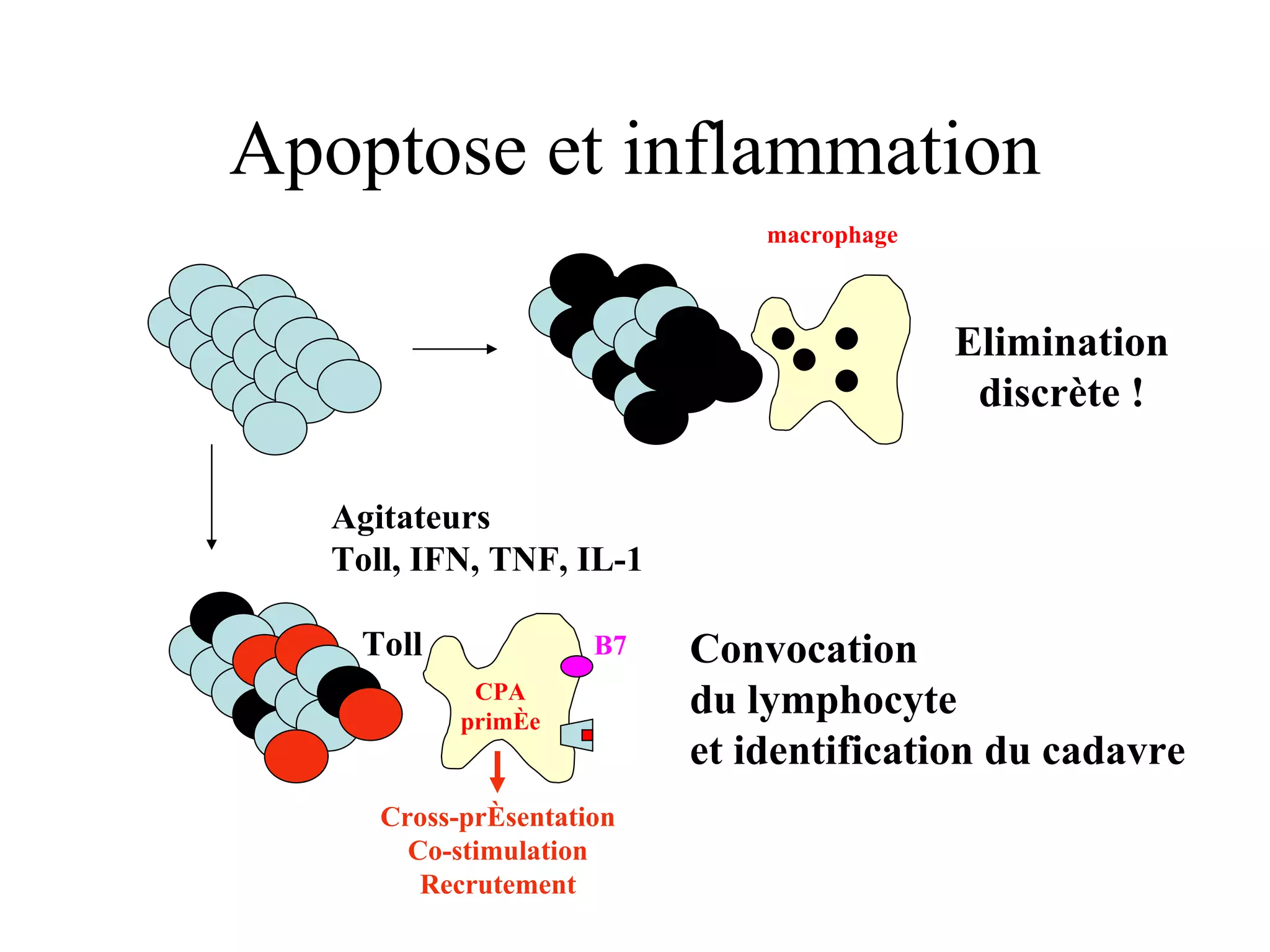 Apoptose et inflammation macrophage CPA primée B7 Elimination discrète ! Agitateurs Toll, IFN, TNF, IL-1 Convocation du lymphocyte  et identification du cadavre Cross-présentation Co-stimulation Recrutement Toll 