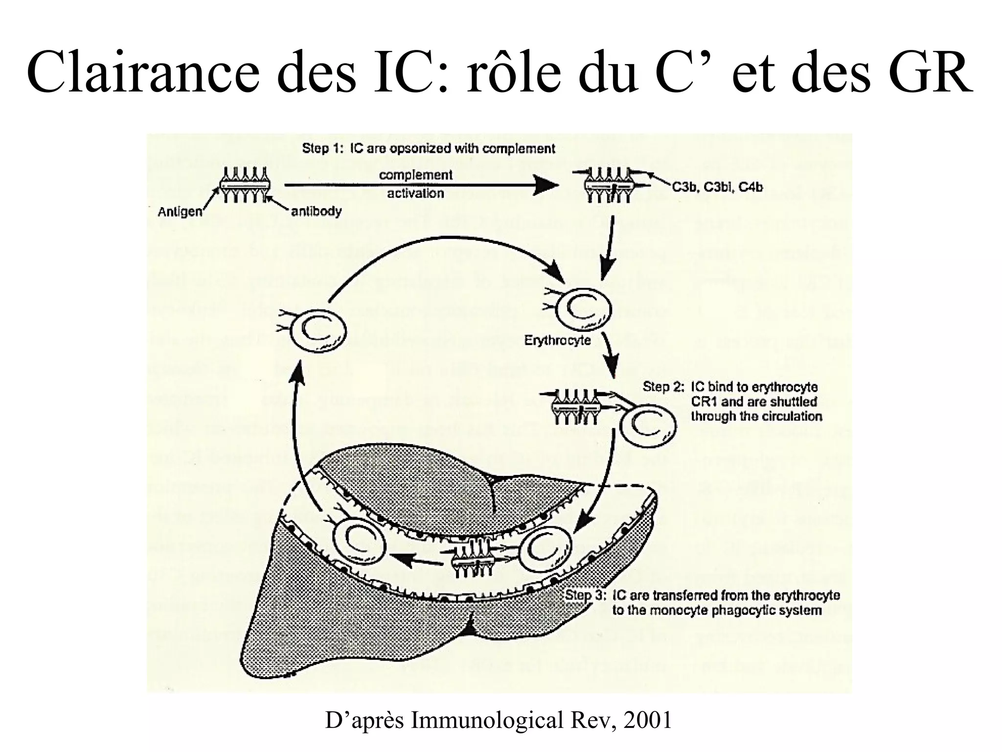 D’après Immunological Rev, 2001 Clairance des IC: rôle du C’ et des GR 