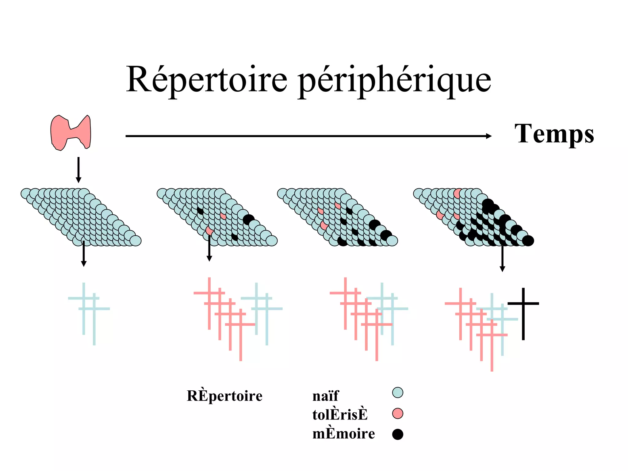 Répertoire périphérique Répertoire  naïf tolérisé mémoire Temps 