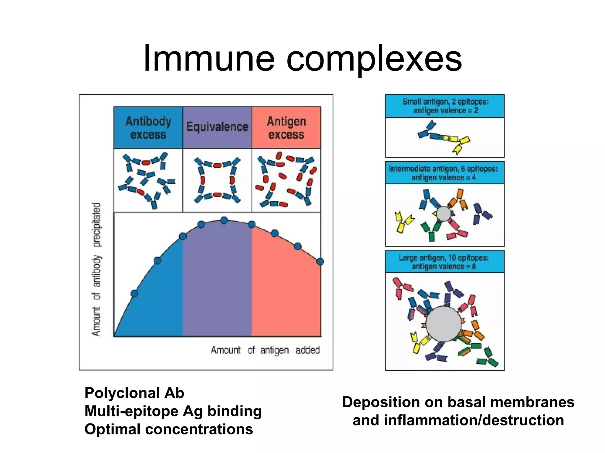 Immune complexes Polyclonal Ab Multi-epitope Ag binding Optimal concentrations Deposition on basal membranes and inflammation/destruction 