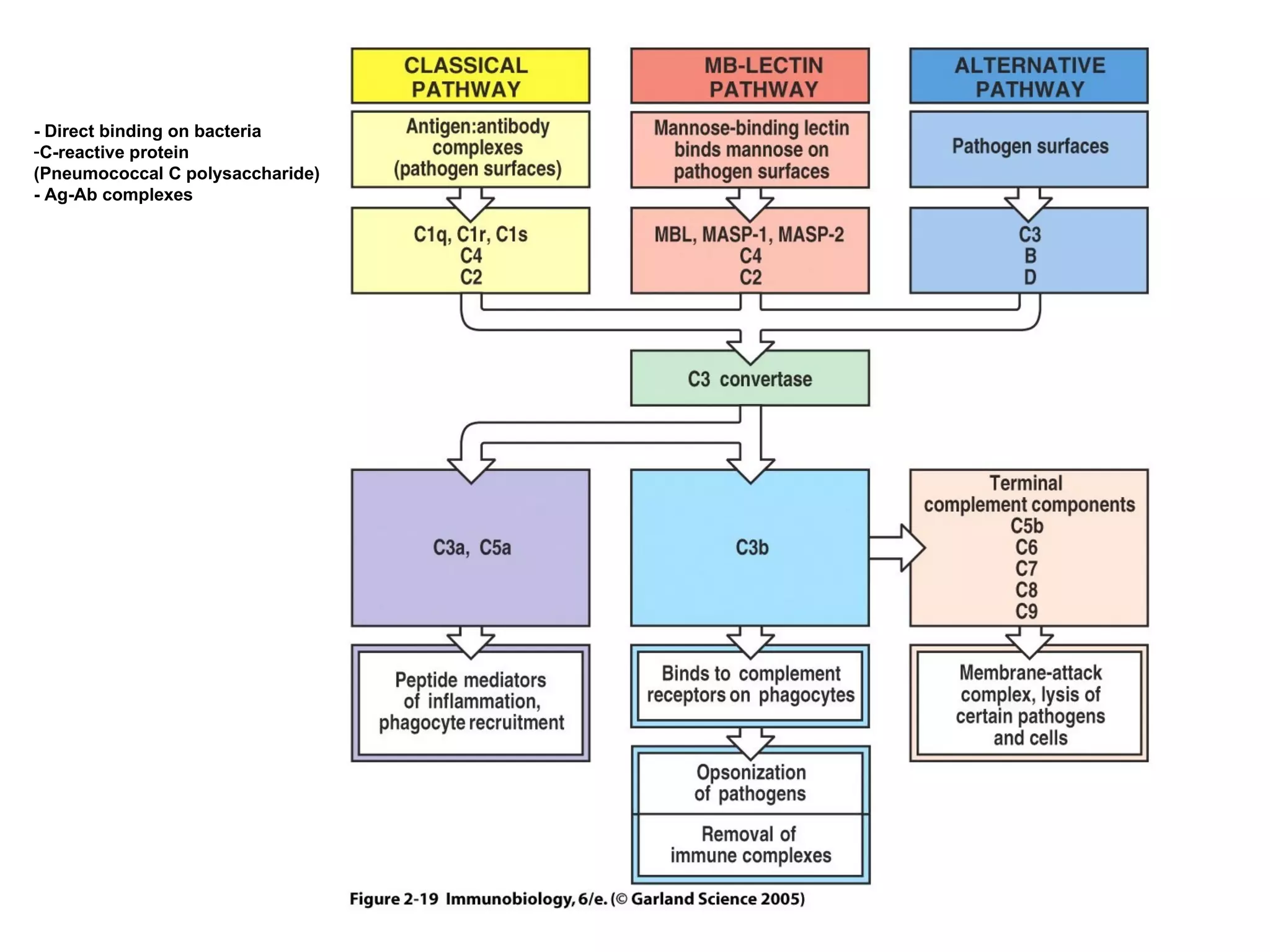 Figure 2-19 - Direct binding on bacteria C-reactive protein (Pneumococcal C polysaccharide) - Ag-Ab complexes 