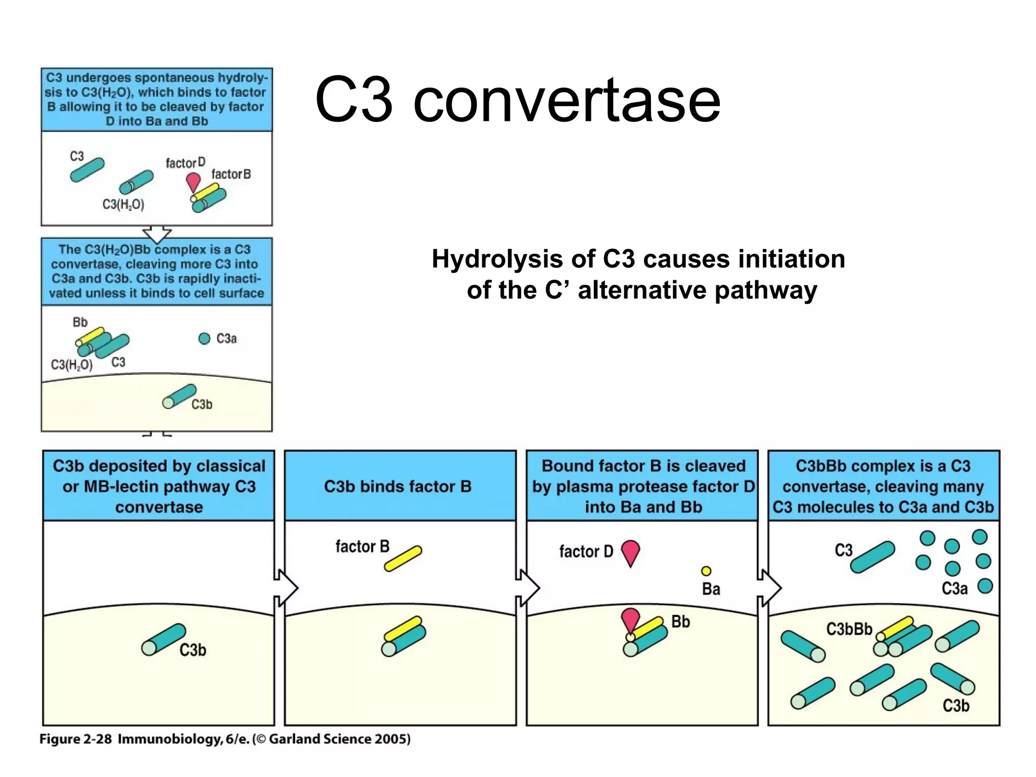 C3 convertase Hydrolysis of C3 causes initiation  of the C’ alternative pathway 