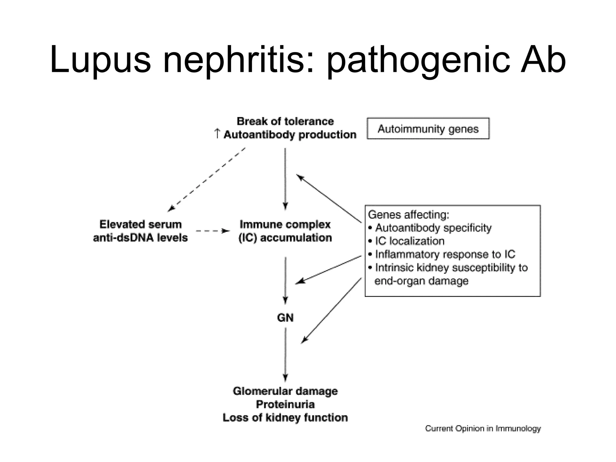 Lupus nephritis: pathogenic Ab 