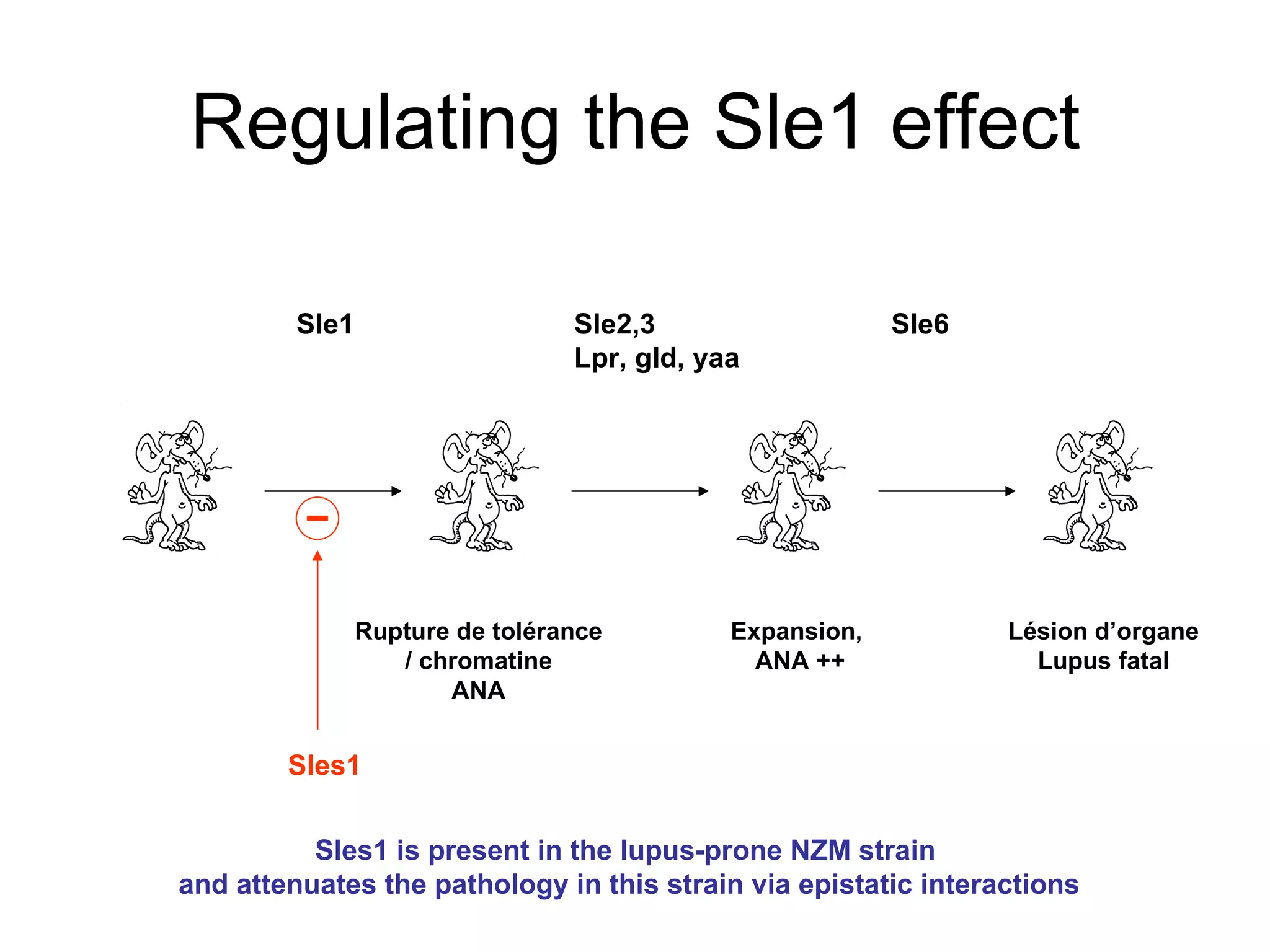 Regulating the Sle1 effect Sle1 Sle2,3 Lpr, gld, yaa Sle6 Rupture de tolérance / chromatine ANA Expansion,  ANA ++ Lésion d’organe Lupus fatal Sles1 Sles1 is present in the lupus-prone NZM strain  and attenuates the pathology in this strain via epistatic interactions 