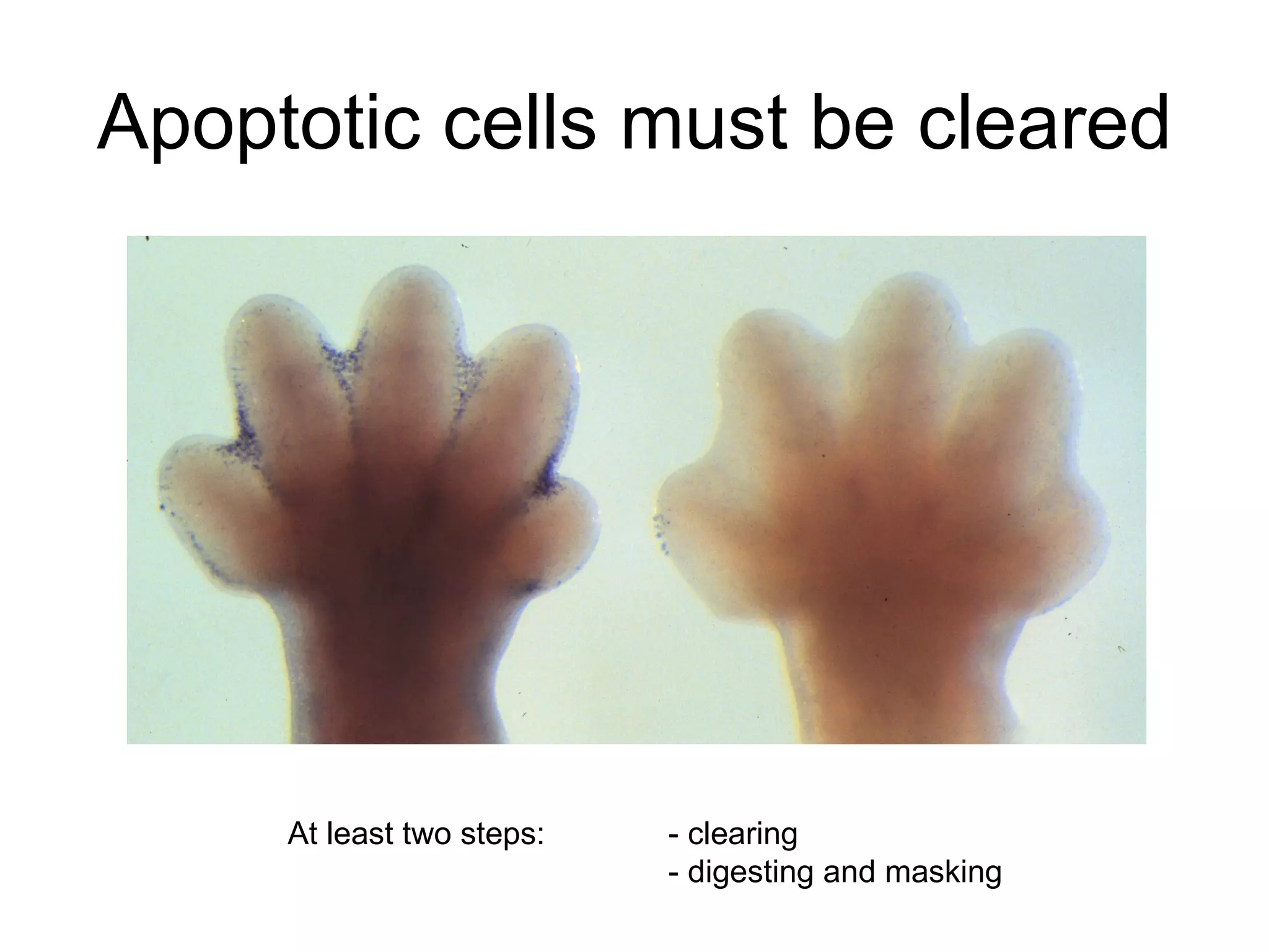 Apoptotic cells must be cleared At least two steps:  - clearing - digesting and masking 