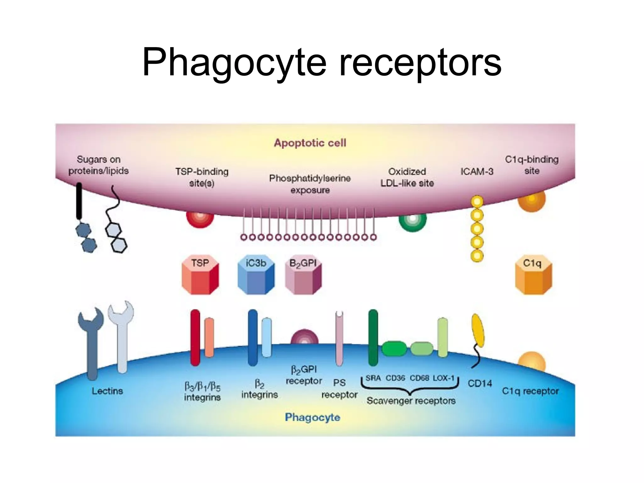 Phagocyte receptors 