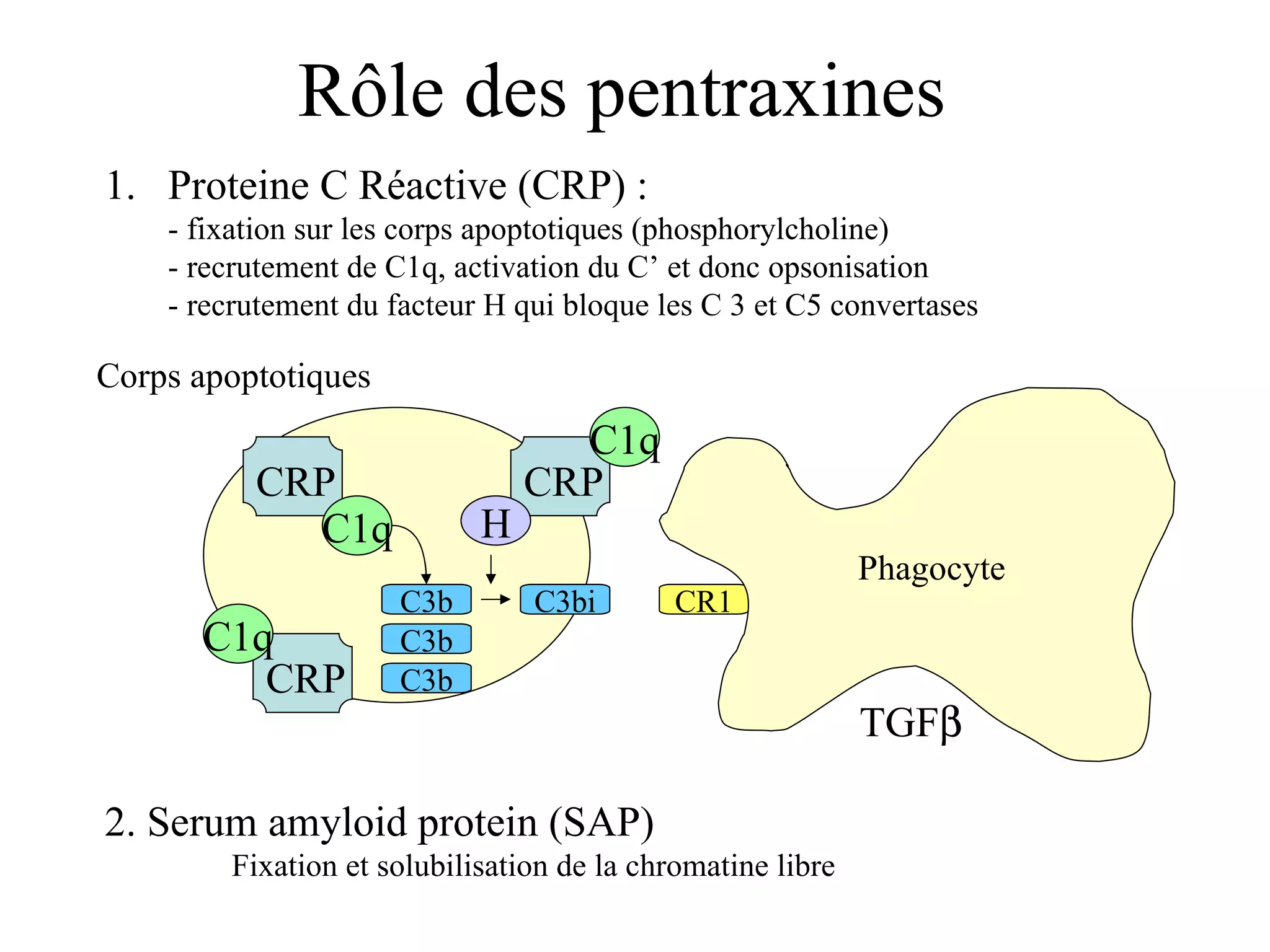 Rôle des pentraxines Proteine C Réactive (CRP) :  - fixation sur les corps apoptotiques (phosphorylcholine) - recrutement de C1q, activation du C’ et donc opsonisation  - recrutement du facteur H qui bloque les C 3 et C5 convertases 2. Serum amyloid protein (SAP) Fixation et solubilisation de la chromatine libre TGF  CR1 C3b C3bi Corps apoptotiques CRP CRP CRP C1q C1q C1q H C3b C3b Phagocyte 