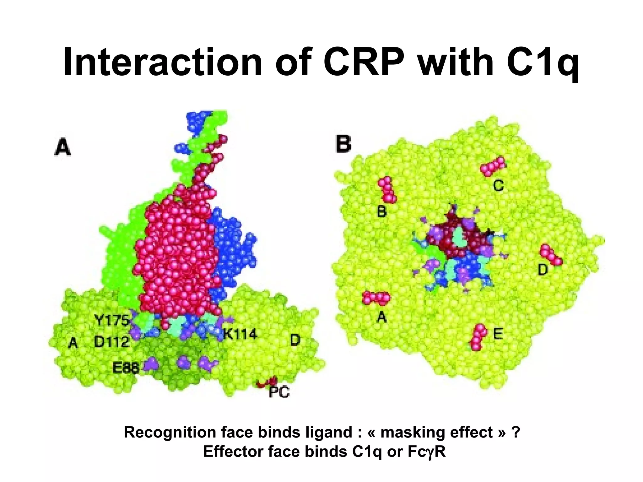 Interaction of CRP with C1q Recognition face binds ligand : « masking effect » ?  Effector face binds C1q or Fc  R 
