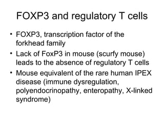 FOXP3 and regulatory T cells FOXP3, transcription factor of the forkhead family Lack of FoxP3 in mouse (scurfy mouse) leads to the absence of regulatory T cells Mouse equivalent of the rare human IPEX disease (immune dysregulation, polyendocrinopathy, enteropathy, X-linked syndrome) 