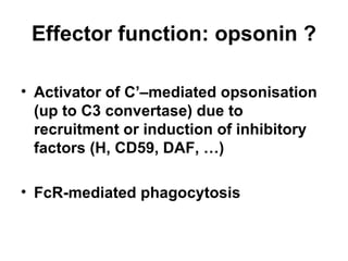 Effector function: opsonin ? Activator of C’–mediated opsonisation (up to C3 convertase) due to recruitment or induction of inhibitory factors (H, CD59, DAF, …) FcR-mediated phagocytosis 