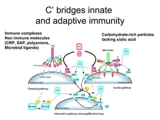 C’ bridges innate  and adaptive immunity Carbohydrate-rich particles lacking sialic acid Immune complexes Non immune molecules (CRP, SAP, polyanions, Microbial ligands) 