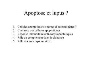 Apoptose et lupus ? Cellules apoptotiques, sources d’autoantigènes ? Clairance des cellules apoptotiques Réponse immunitaire anti-corps apoptotiques Rôle du complément dans la clairance Rôle des anticorps anti-C1q 