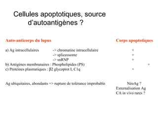 Cellules apoptotiques, source d’autoantigènes ? Auto-anticorps du lupus Corps apoptotiques a) Ag intracellulaires -> chromatine intracellulaire + -> spliceosome + -> snRNP + b) Antigènes membranaires : Phospholipides (PS) + c) Protéines plasmatiques :   2 glycoprot I, C1q + Ag ubiquitaires, abondants => rupture de tolérance improbable   NéoAg ? Externalisation Ag CA in vivo rares ? 