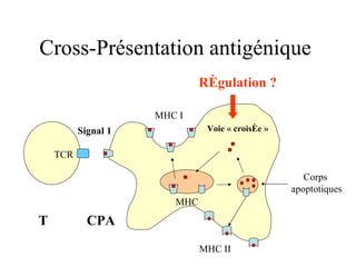 Cross-Présentation antigénique  Corps  apoptotiques MHC TCR T CPA Signal 1 MHC I MHC II Voie « croisée » Régulation ? 