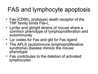 FAS and lymphocyte apoptosis Fas (CD95), prototypic death receptor of the TNF family binds Fas-L Lpr/lpr and gld/gld strains of mouse share a common phenotype of lymphoproliferation and autoimmunity Lpr codes for Fas and gld for Fas ligand The APLS (autoimmune lymphoproliferative syndrome) disease mimics the mouse phenotype Fas contributes to the deletion of activated lymphocytes 