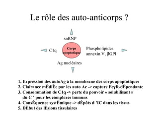 Corps apoptotique Phospholipides annexin V,   GPI C1q Ag nucléaires snRNP 1. Expression des autoAg à la membrane des corps apoptotiques  2. Clairance médiée par les auto Ac -> capture Fc  R-dépendante 3. Consommation de C1q -> perte du pouvoir « solubilisant »  du C ’ pour les complexes immuns 4. Conséquence systémique -> dépôts d ’IC dans les tissus 5. Début des lésions tissulaires Le rôle des auto-anticorps ? 